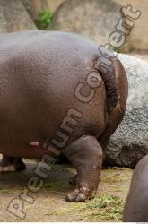 Tail Hippopotamus